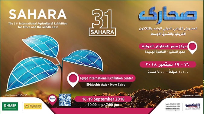 Egypt Sahara 2018
